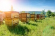 XVIII Научно-практическая конференция и  XI Областной конкурс пчеловодов пройдут в Вилегодском округе